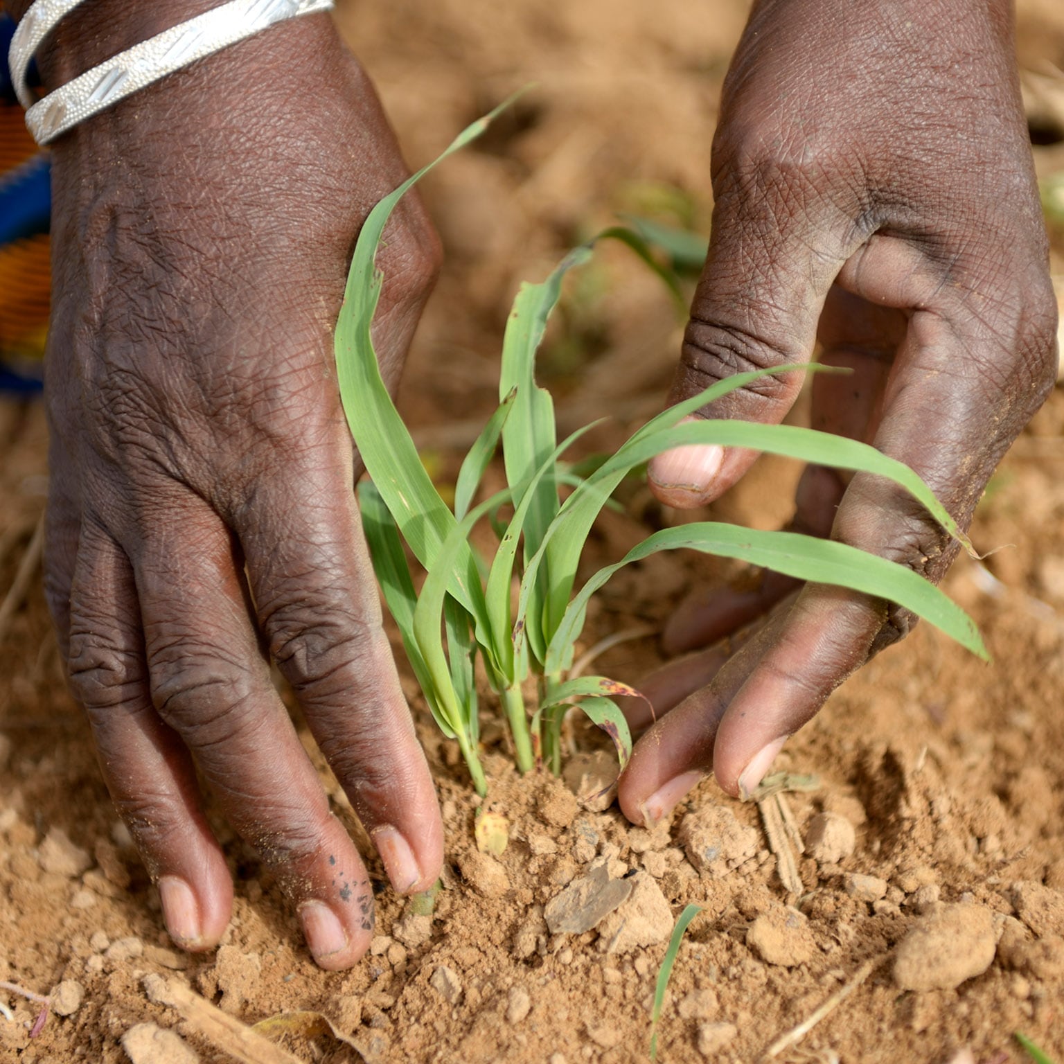 Optimising food supply